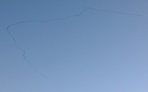 Kraniche im Formationsflug richtung Norden